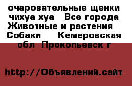 очаровательные щенки чихуа-хуа - Все города Животные и растения » Собаки   . Кемеровская обл.,Прокопьевск г.